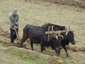 https://solumevangelium.files.wordpress.com/2010/04/nepal-ox-plow.jpg